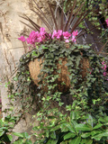 Autumn Hanging Basket Cyclamen  Hedera  Phormium Fixed to Tree