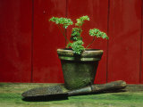Parsley Planted in Aged Terracotta Pot