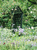 Rose Arbour in Cottage Garden  Climbing Rosa  Shrub Rosa  Buddleia & Lavandula (Lavender)