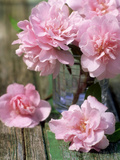 Flower Arrangement of Pale Pink Camellia Flowers in Glass Vase on Rustic Table