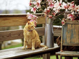 Close-up of Alert Ginger Cat  on Wooden Bench  with Twigs of Flowering Magnolia in Metal Jug