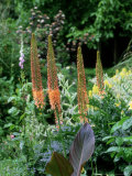 Eremurus X Isabellinus Cultivar 