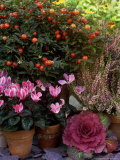 Ornamental Brassica