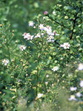 Aster Cordifolius "Silver Spray " Portrait of Flowers and Foliage
