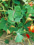Caterpillar Damage  Cabbage White on Tropaeolum (Nasturtium)