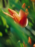 Tulipa Fosteriana  Red Flower