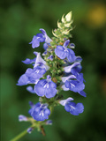 Salvia Uliginosa  Close-up of Blue Flower Head  September