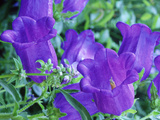 Campanula Medium (Canterbury Bells)  Close-up of Violet Coloured Flowers