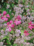 Scented Plant Partners Pink Clematis & Lavandula (Lavender)