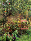 Red Bandstand Chair Under Old Apple Tree  October