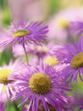 Erigeron (Unnamed Variety)  Purple Flowers