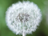 Taraxacum Officinale (Dandelion)  Close-up of Seed Head