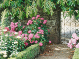 Pathway and Gate Low Clipped Box  Hydrangea