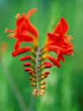 Crocosmia "Lucifer " Close-up of Red Flower Head