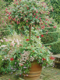 Standard Fuchsia  Pelargonium  Variegated Fuchsia & Felicia in Pot