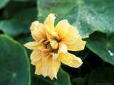 Nasturtium 