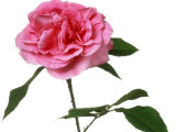 Close-up of Pink Rosa (Rose) 