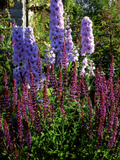 Pink and Purple Summer Border  Pink Delphinium and Purple Pink Flowers of Salvia X Sylvestris