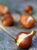 Tulip Bulb on Rustic Wooden Table with out of Focus Tulip Bulbs in Background  November