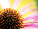Purple Cone Flower