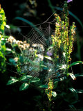 Cobweb Lit up by Sunlight  September
