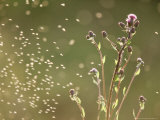 Cirsium Arvense (Creeping Thistle)