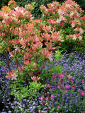 Salmon Pink Rhododendron (Azalea)  Blue Myosotis (Forget Me Not) and Silene (Red Campion)