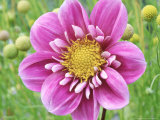 Collarette Dahlia