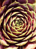 Sempervivum Cistaceum "Commander Hay"