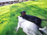 Two Wet Dogs Running in the Garden