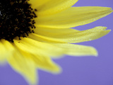 Sunflower Close-up with Blue Background Summer