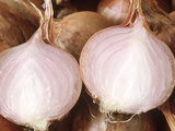 Shallot (Allium Cepa Var Aggregatum Red Sun)  Close-up Cut Vegetable