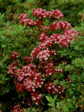 Kalmia Latifolia 