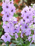 Delphinium Elatum Group Elmhimmel