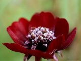 Frosted Flower of Cosmos Atrosanguineus 