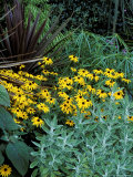 Rudbeckia Fulgida "Deamii " Phormium Purpureum and Senecio Growing Together
