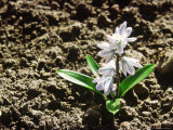 Scilla Mischtschenkoana Flowering in March