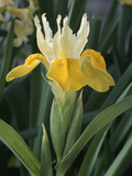 Iris "Bucharica" Flowering in Single Flower with Leaves