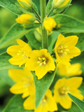 Lysimachia Punctata Close-up of Yellow Flower Head