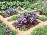Winter Potager (August) Small Beds Divided by Sand Paths