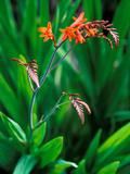 Crocosmia Paniculata  Close-up of Flowers and Foliage