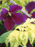 Plant Partners  Summer Clematis Jackmanii "Superba" & Sambucus Racemosa "Aurea"