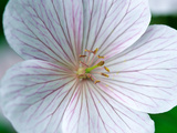 Geranium Clarkei "Kashmir White"