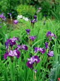 Iris Sibirica (Siberian Flag)  Beardless Siberian Iris  Flowers with Purple Petals and Dark Veining