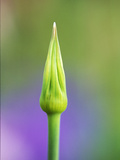 Allium Sphaerocephalon  Close-up of Bud and Stem