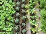 Rows of Cuttings in Pots Wretham Lodge Norfolk