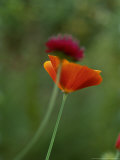 Summer Partners  Eschscholzia Californica (California Poppy) & Knautia Macedonica