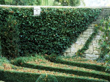 Box Maze Detail with a Wall Covered in Ivy  Bourton House Garden  September