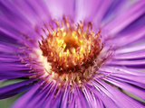 Aster Novae  Angliae "Helen Picton"