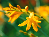 Crocosmia "Jennine " Close-up of Orange Flowers
